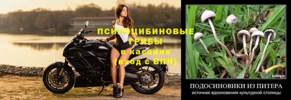 прущие грибы Куйбышев